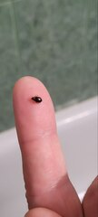 Cimex lectularius