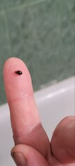 Cimex lectularius