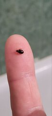 Cimex lectularius