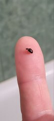 Cimex lectularius
