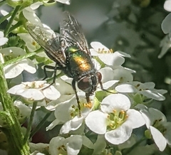 Lucilia cuprina