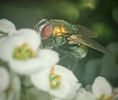 Lucilia cuprina