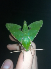 Euchloron megaera