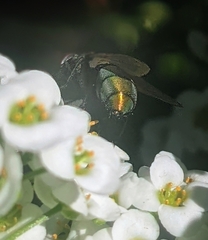 Lucilia cuprina