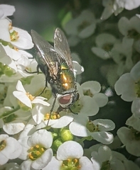 Lucilia cuprina