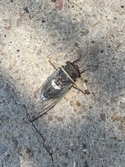 Diceroprocta cinctifera