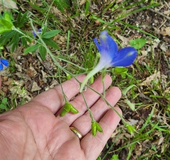 Delphinium alabamicum