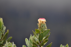 Protea subvestita