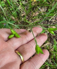 Delphinium alabamicum
