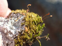 Hymenoloma crispulum