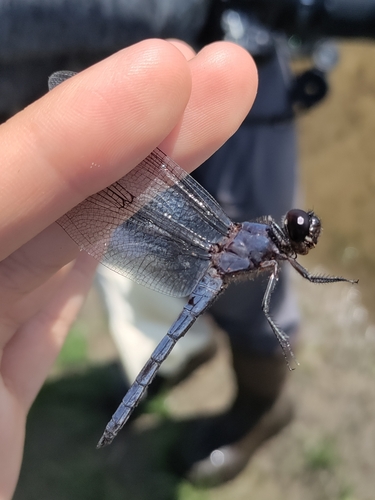 Slaty Skimmer, Turkey Point, ON N0E 1T0, Canada, photo 9 of 10
