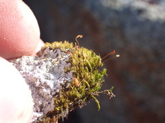 Hymenoloma crispulum