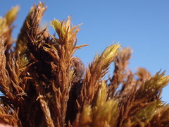 Grimmia ramondii