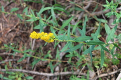Solidago spectabilis