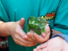 Kinyongia multituberculata