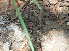 Cyrtopholis bartholomaei