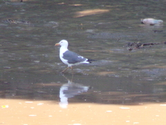 Larus fuscus