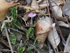 Siphonoglossa sessilis