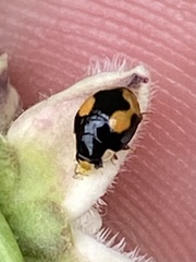 Hyperaspis connectens