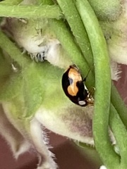 Hyperaspis connectens