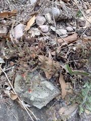 Sedum moranense