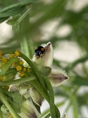 Hyperaspis connectens