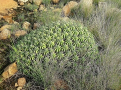 Euphorbia pulvinata