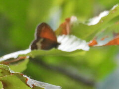 Coenonympha arcania