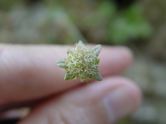 Jasione sessiliflora