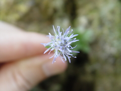 Jasione sessiliflora
