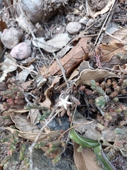 Sedum moranense