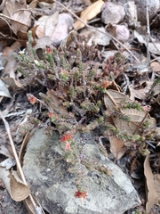 Sedum moranense