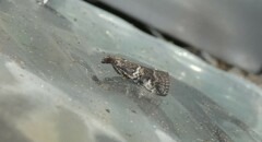 Acrobasis comptella