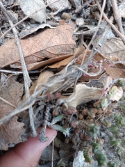 Sedum moranense