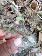 Sedum moranense