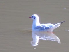 Chroicocephalus ridibundus