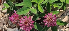 Trifolium alpestre
