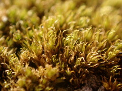 Hymenoloma crispulum