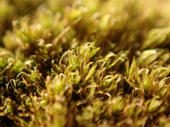 Hymenoloma crispulum