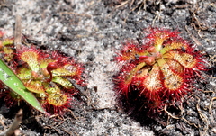 Drosera natalensis