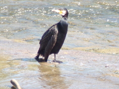 Phalacrocorax carbo