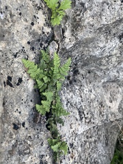 Myriopteris gracilis