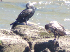 Phalacrocorax carbo