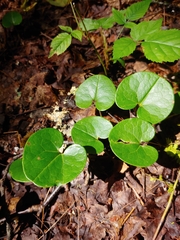 Hexastylis shuttleworthii
