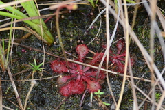 Drosera natalensis