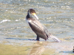 Phalacrocorax carbo