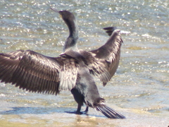 Phalacrocorax carbo