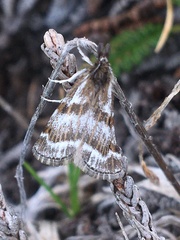 Catoptria trichostomus