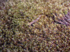 Racomitrium macounii