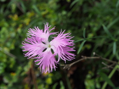 Dianthus longicalyx
